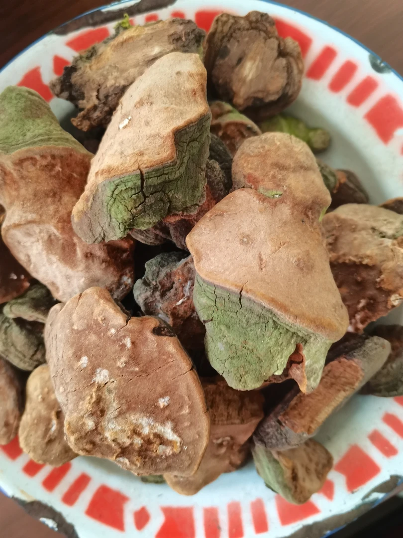 甘肃高原老—桑黄