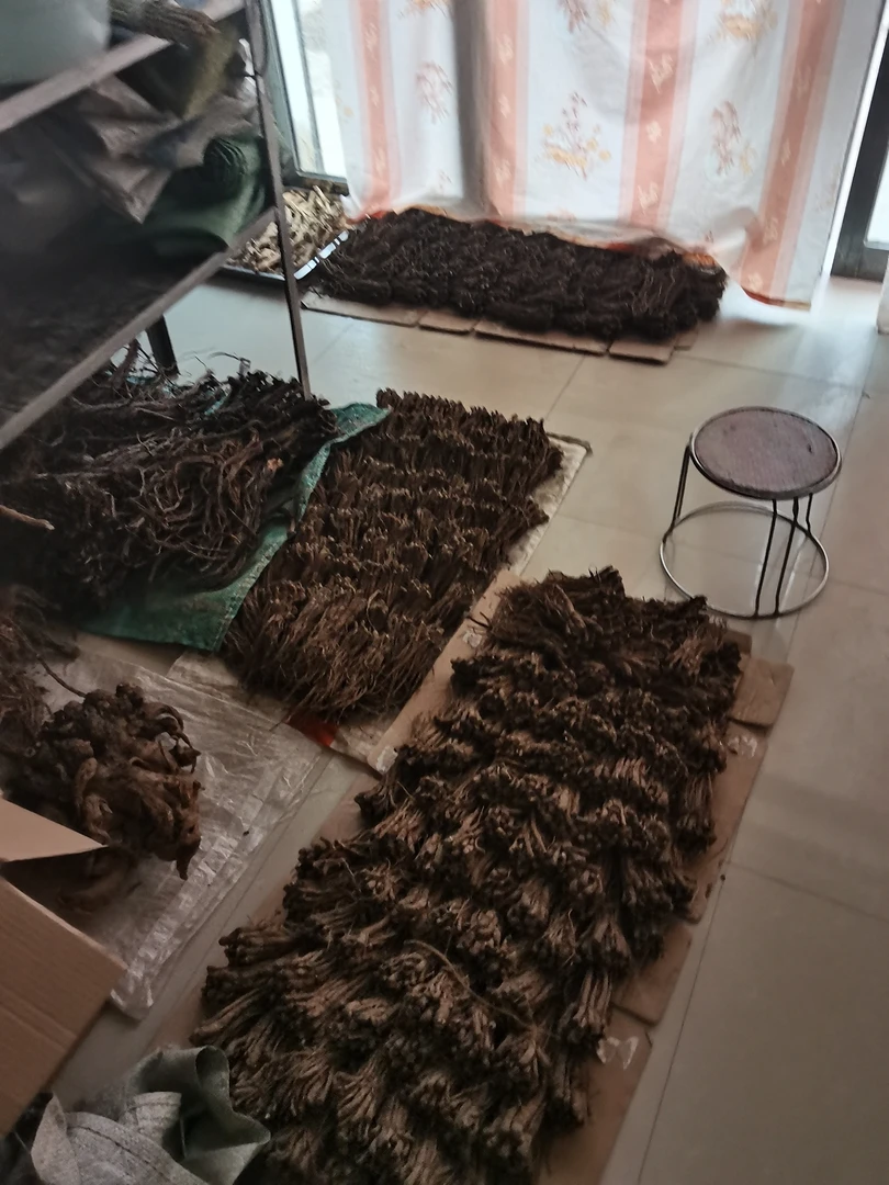 家种植当归～尾支测支