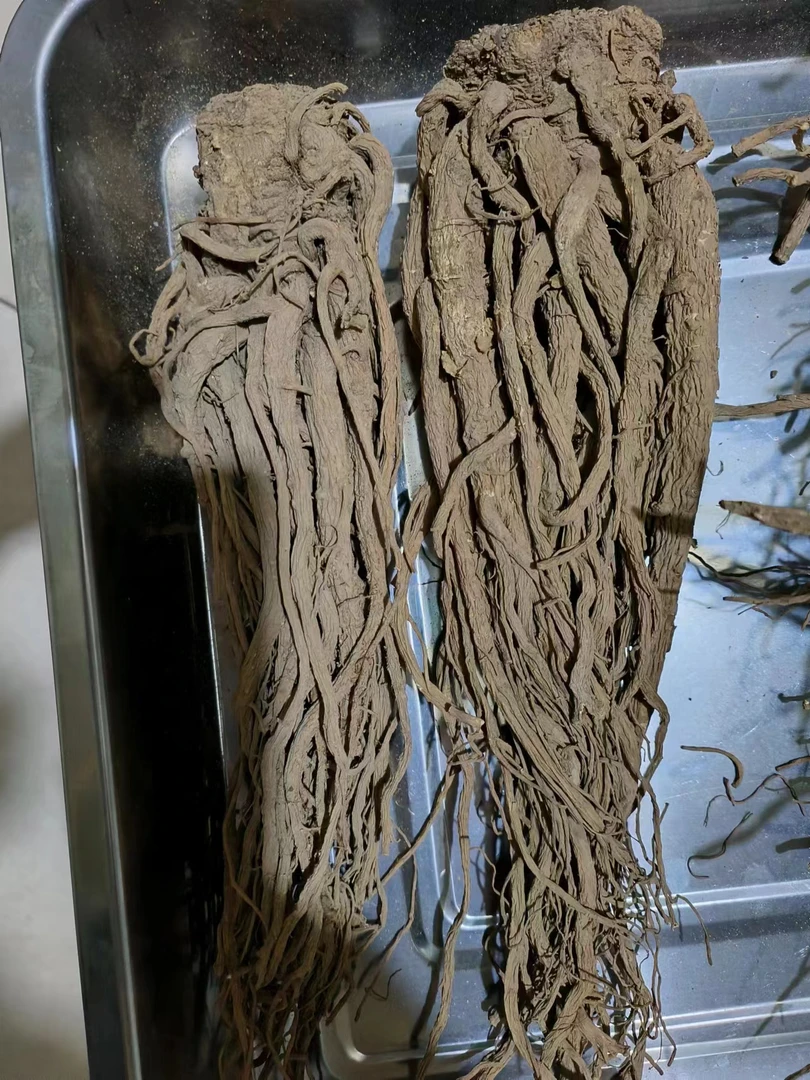 甘肃高原当归整棵