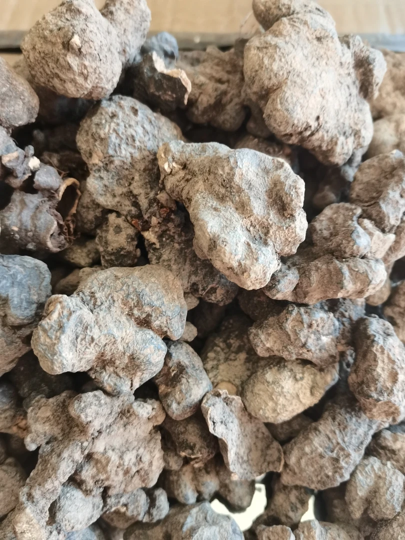 甘肃野外猪苓250克包邮