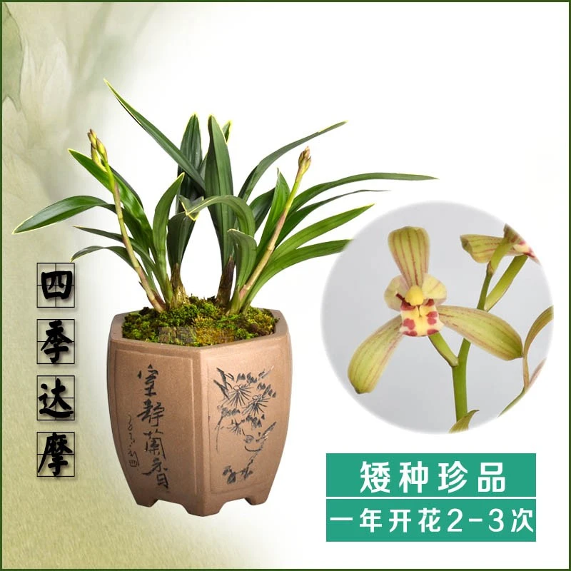 矮种建兰四季兰禅月达摩带花苞 浓香金边兰花达摩爪迷你花卉盆栽