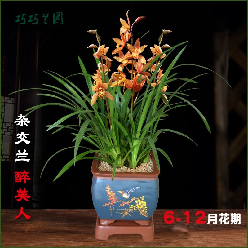年宵花卉虎头兰醉美人 台北小姐 墨兰建兰艳丽盆栽兰花春节开花
