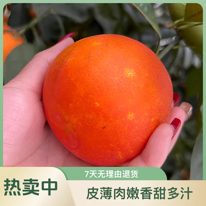 【四川资中塔罗科血橙】鲜果上市基地直发皮薄肉嫩香甜多汁