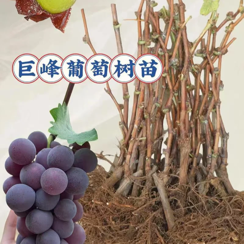 【2年苗  带土发货】  优质种苗巨峰 阳光 红富士 妮娜皇后 夏黑