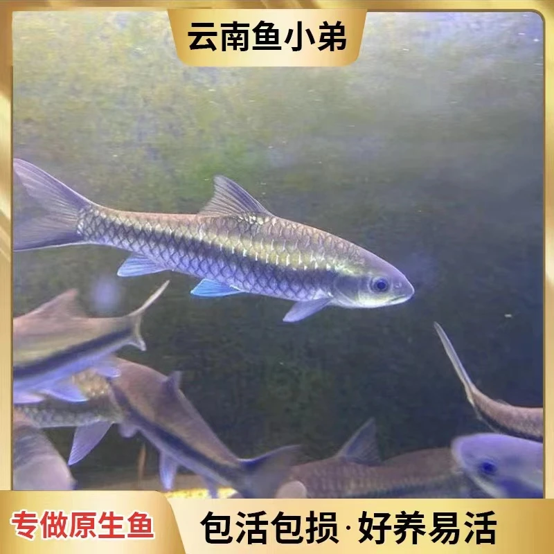 娇娇-原生观赏鱼活体包邮包损可混养（需要有开箱视频才包售后）