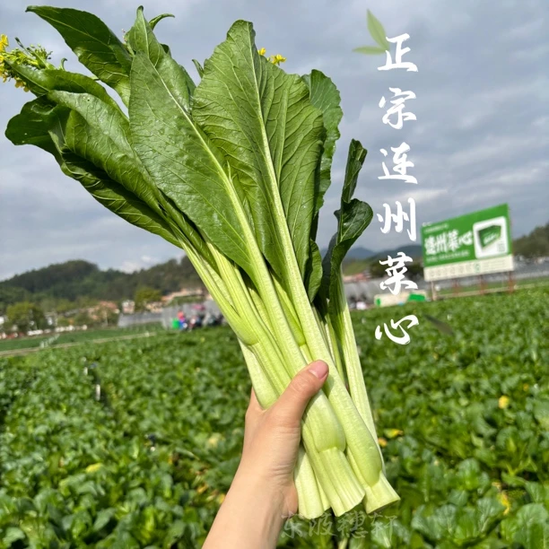 粤北山区长寿之乡连州菜心 爽脆、清甜5斤起拍