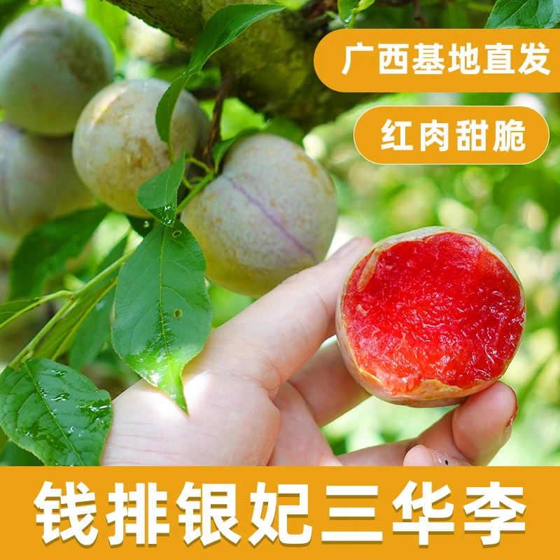 正宗钱排银妃三华李子树苗嫁接水果盆栽地红肉蜂糖早熟三月米李树