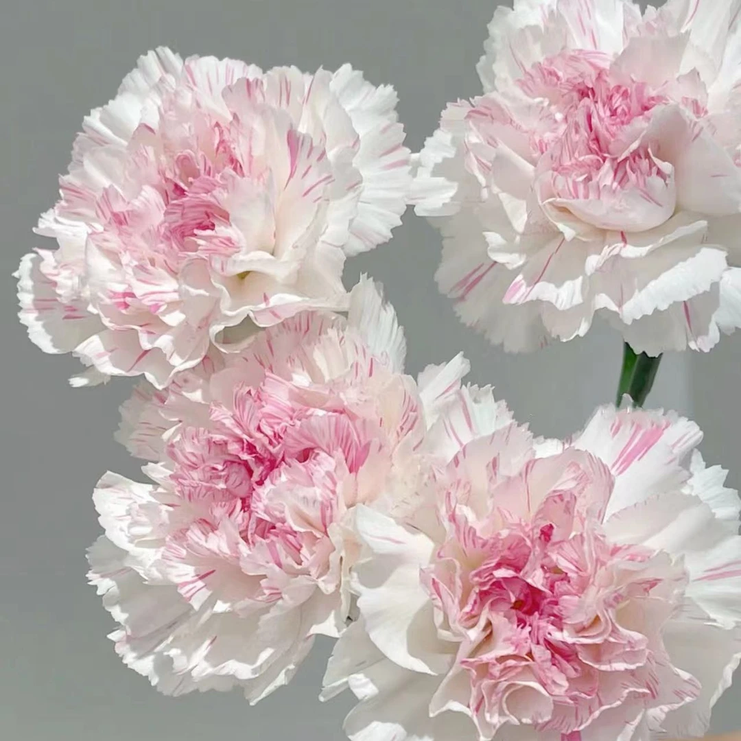 【陌上花开】20支装樱桃尤香-稀有康乃馨