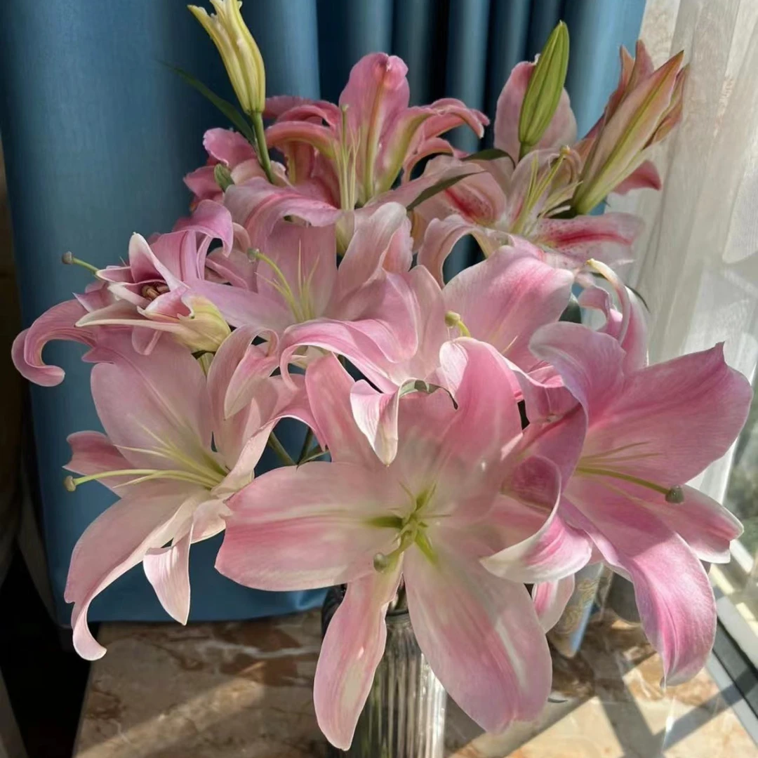 【陌上花开】多头甜心百合-百合