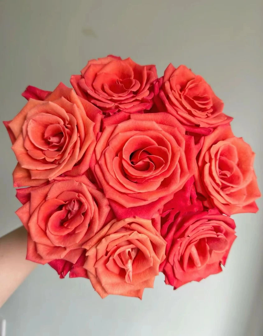 【陌上花开】20支金色交响-单头玫瑰（注意：带包装醒花哦~）