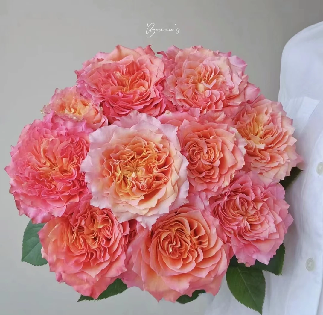 【陌上花开】AA火灵鸟-单头玫瑰（注意：带包装醒花哦~）