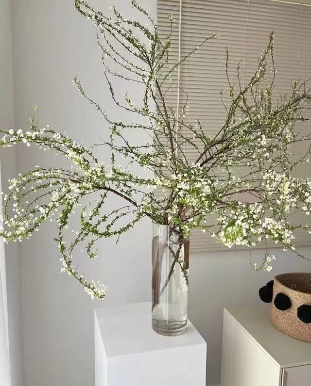 【陌上花开】桌面款雪柳-鲜切枝