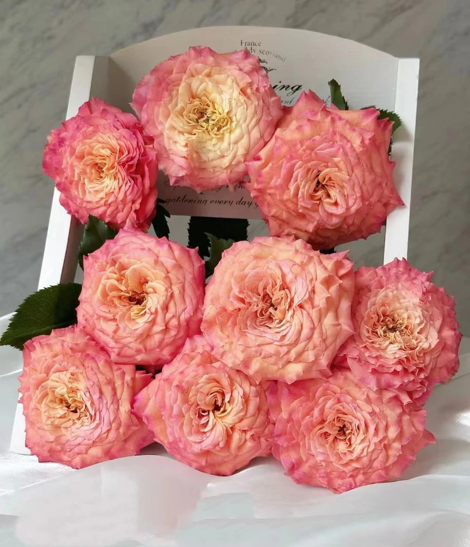 【陌上花开】水彩画-稀有单头玫瑰（收到请带包装醒花）