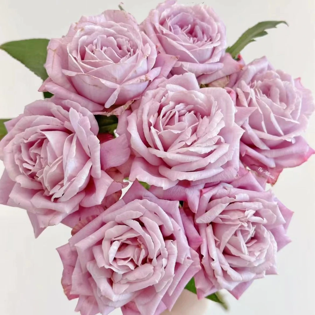 【陌上花开】淡紫棉花糖-单头玫瑰