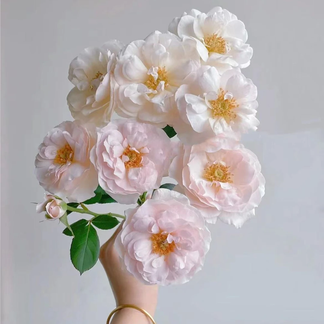 【陌上花开】英国小姐-多头玫瑰