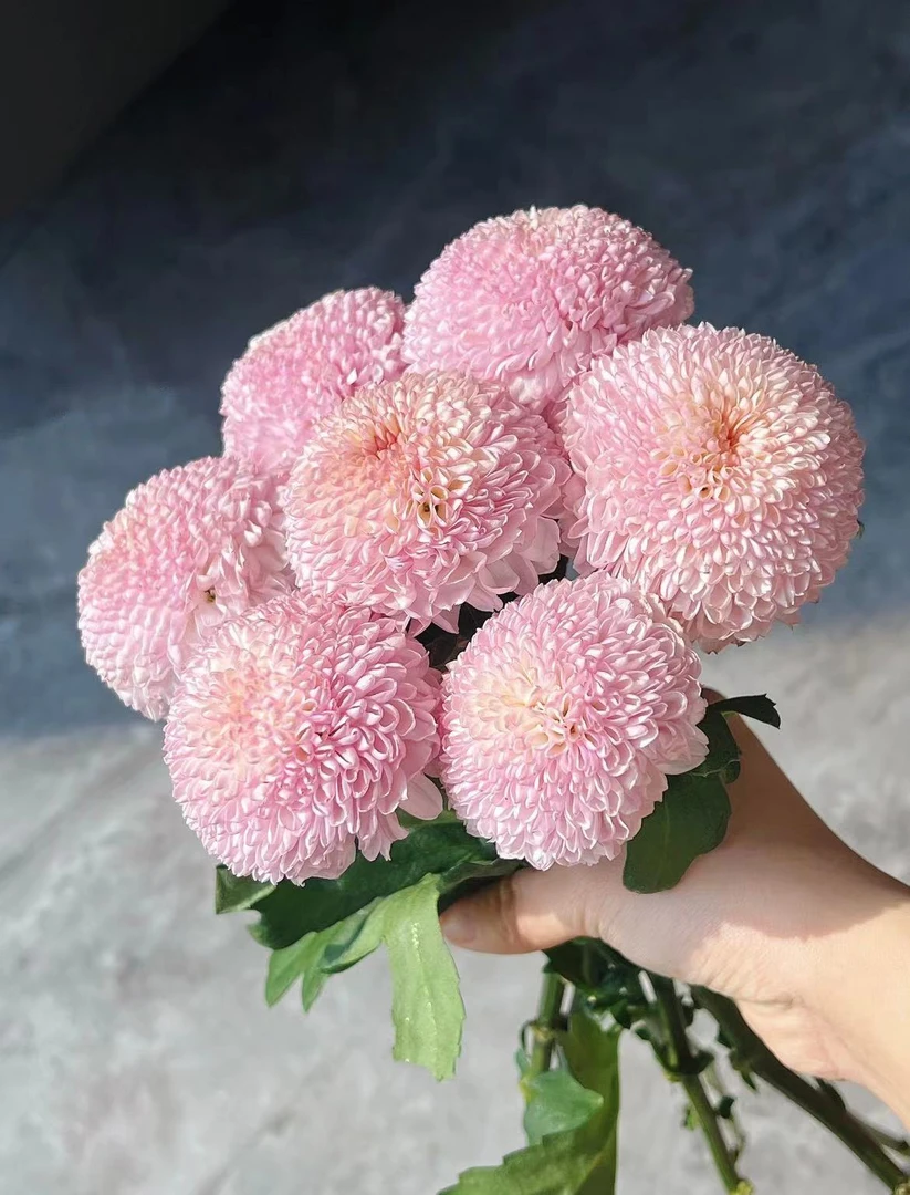 【陌上花开】草莓乒乓菊-小菊