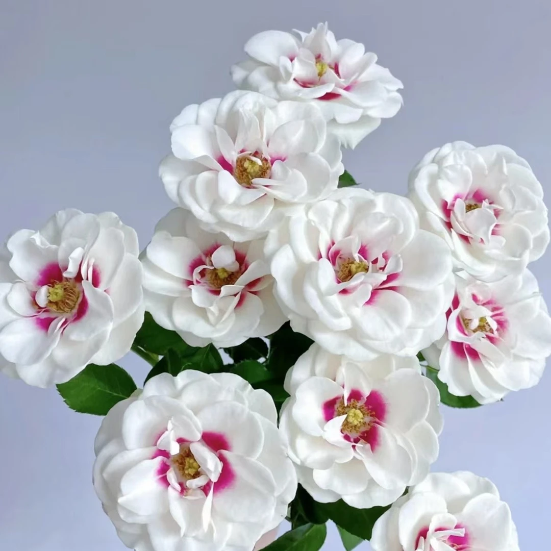 【陌上花开】20支单头桥边之约-单头玫瑰