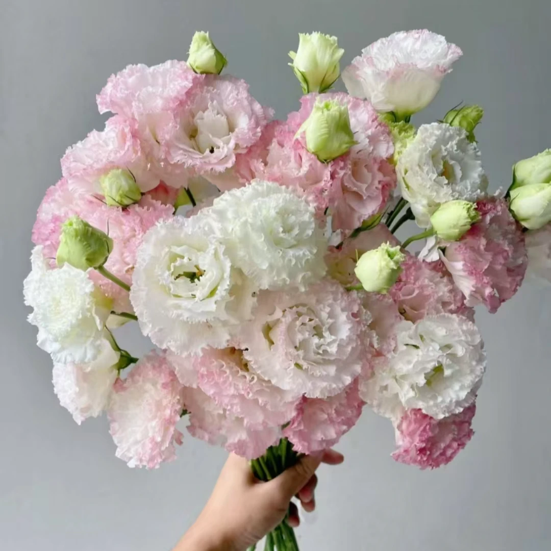 【陌上花开】桃花千层洋桔梗-洋桔梗（800克）