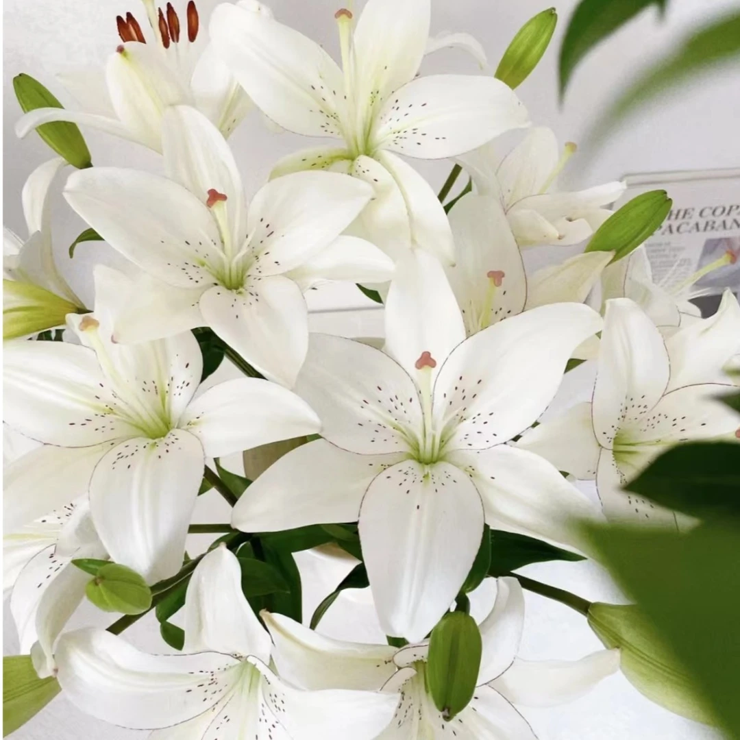 【陌上花开】多头眼线-亚百合（花苞小~）
