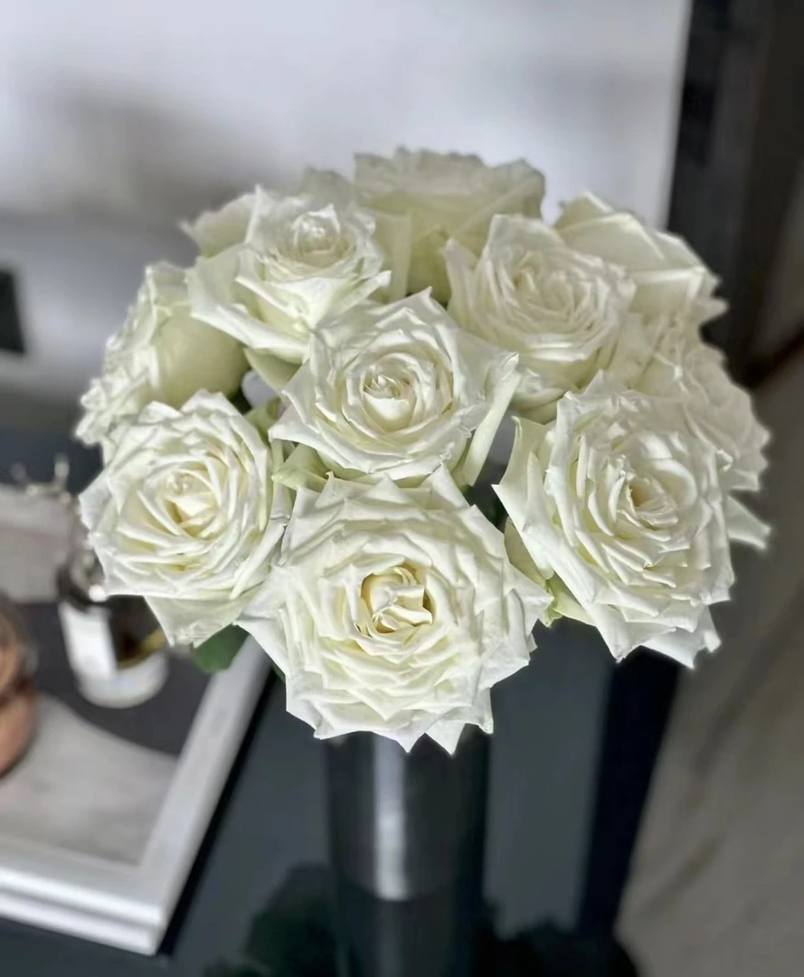 【陌上花开】20支坦尼克-单头玫瑰