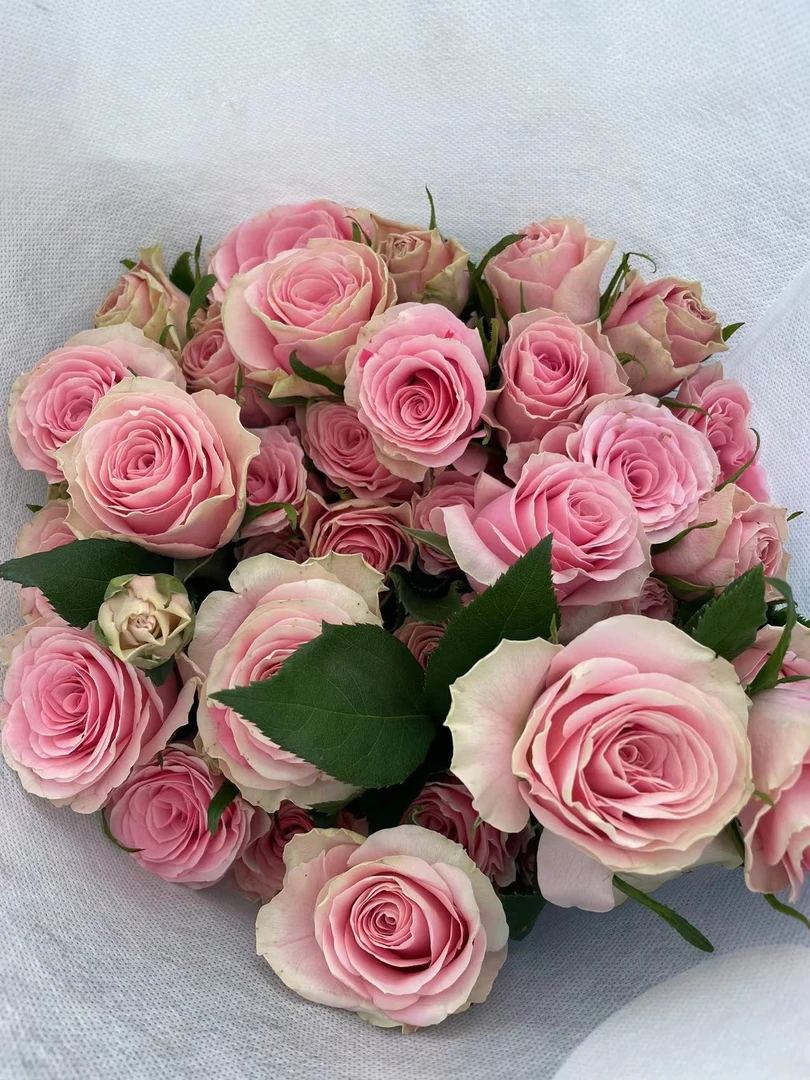 【陌上花开】焦点-多头玫瑰