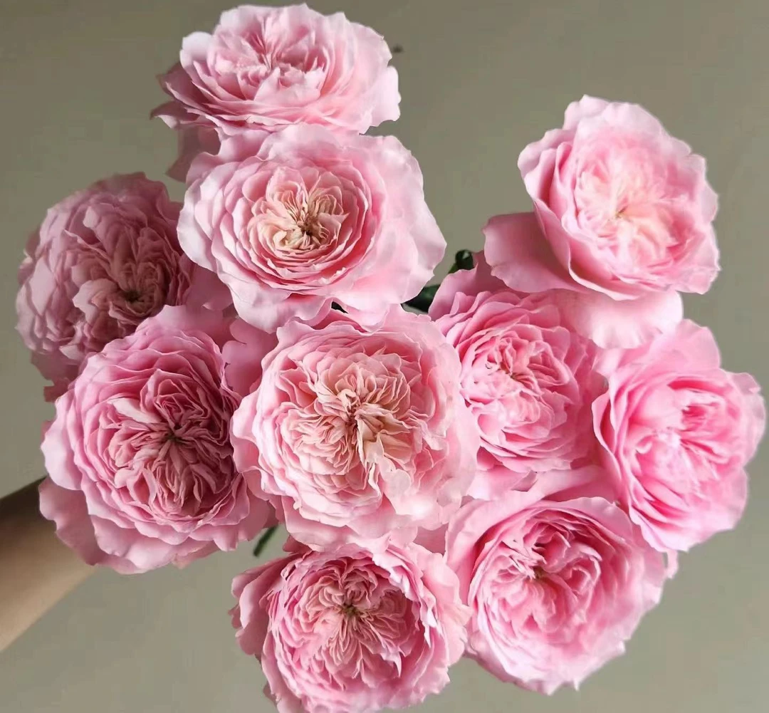 【陌上花开】公主露丝-多头玫瑰（注意带包装醒花哦~）