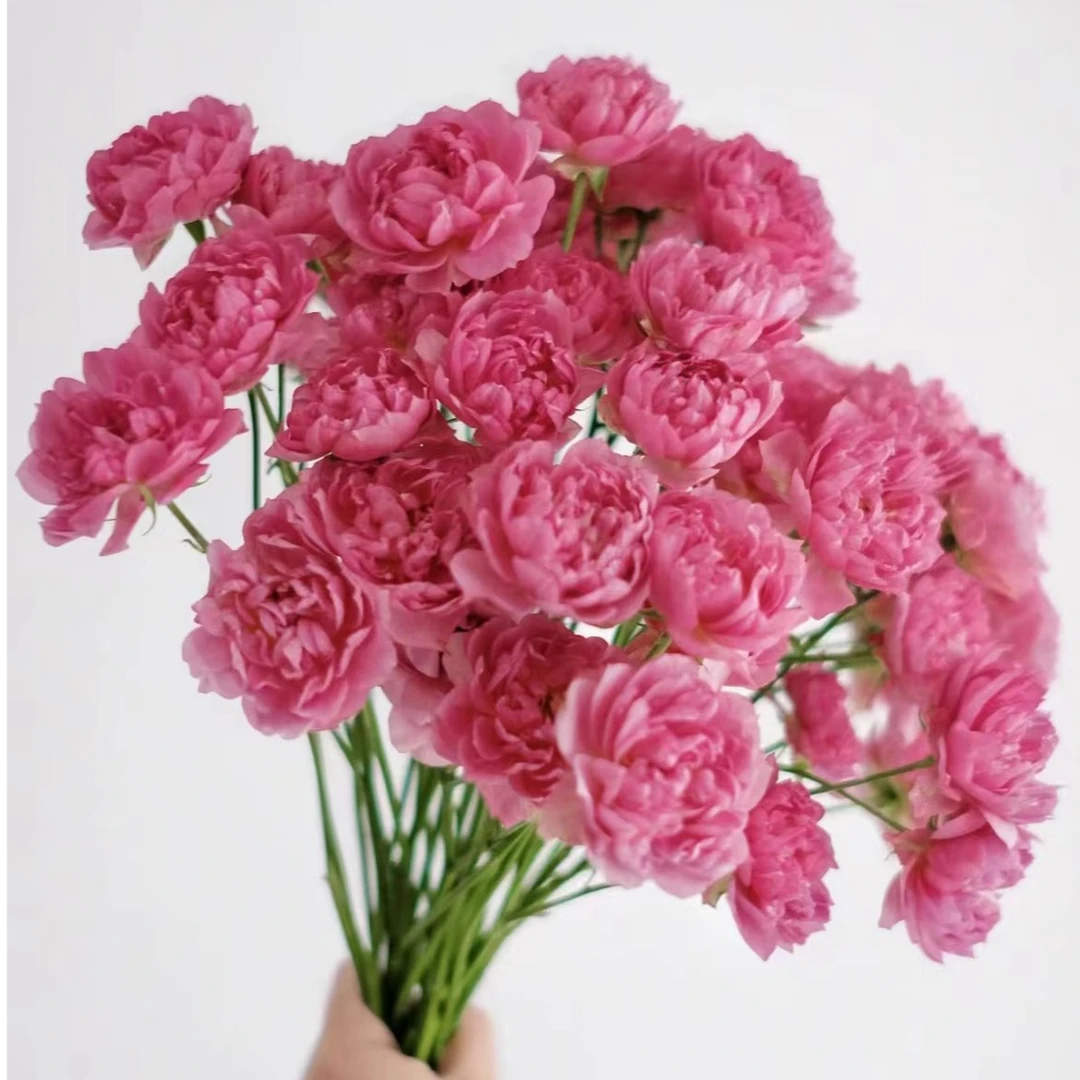 【陌上花开】凪-多头玫瑰