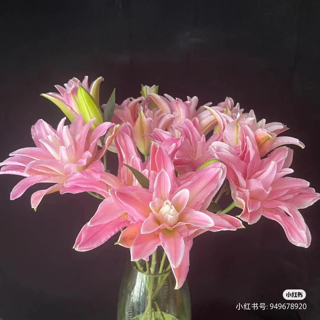 【陌上花开】多头玫瑰之恋-百合
