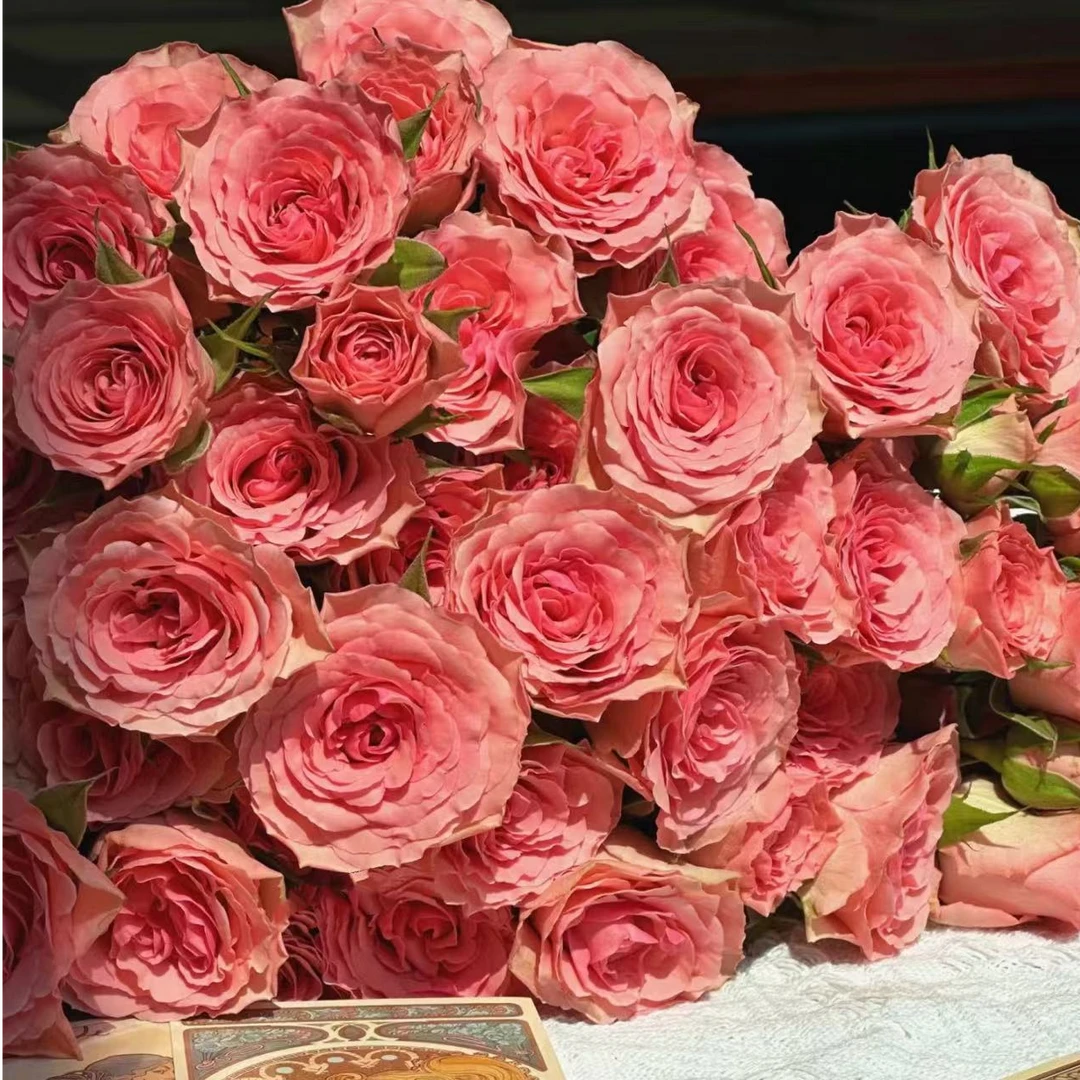 【陌上花开】落红起夏-稀有多头玫瑰