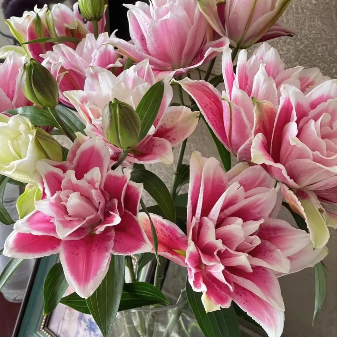 【陌上花开】三头火星之恋-百合