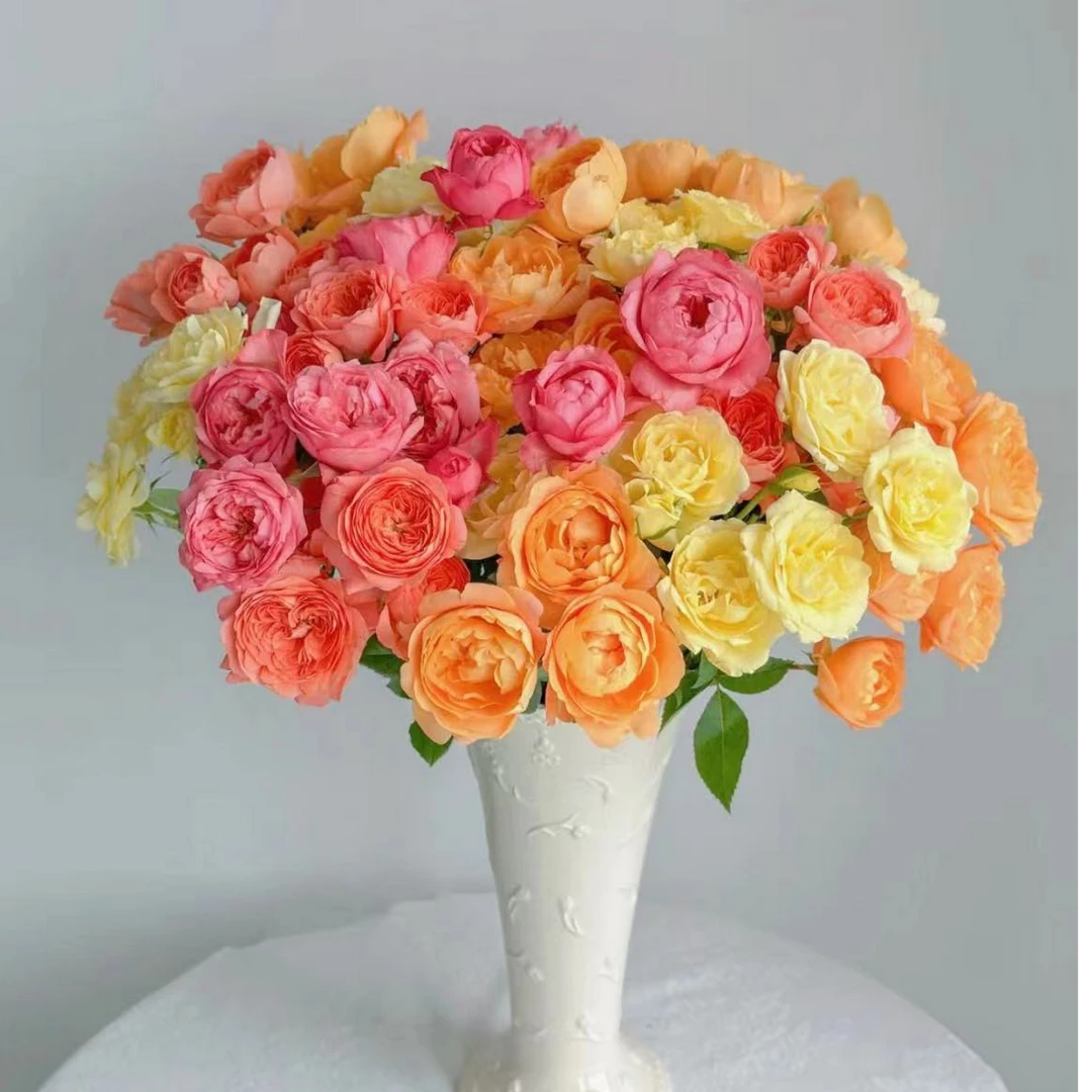 【陌上花开】彩色果汁-稀有多头玫瑰（注意：带包装醒花哦~）