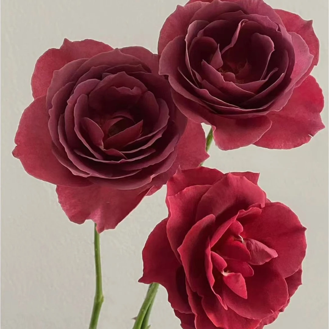 【陌上花开】红茶-单头玫瑰（稀有玫瑰，请注意一定带包装醒花~）