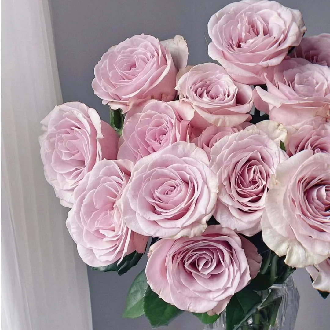 【陌上花开】20支珂赛特-单头玫瑰