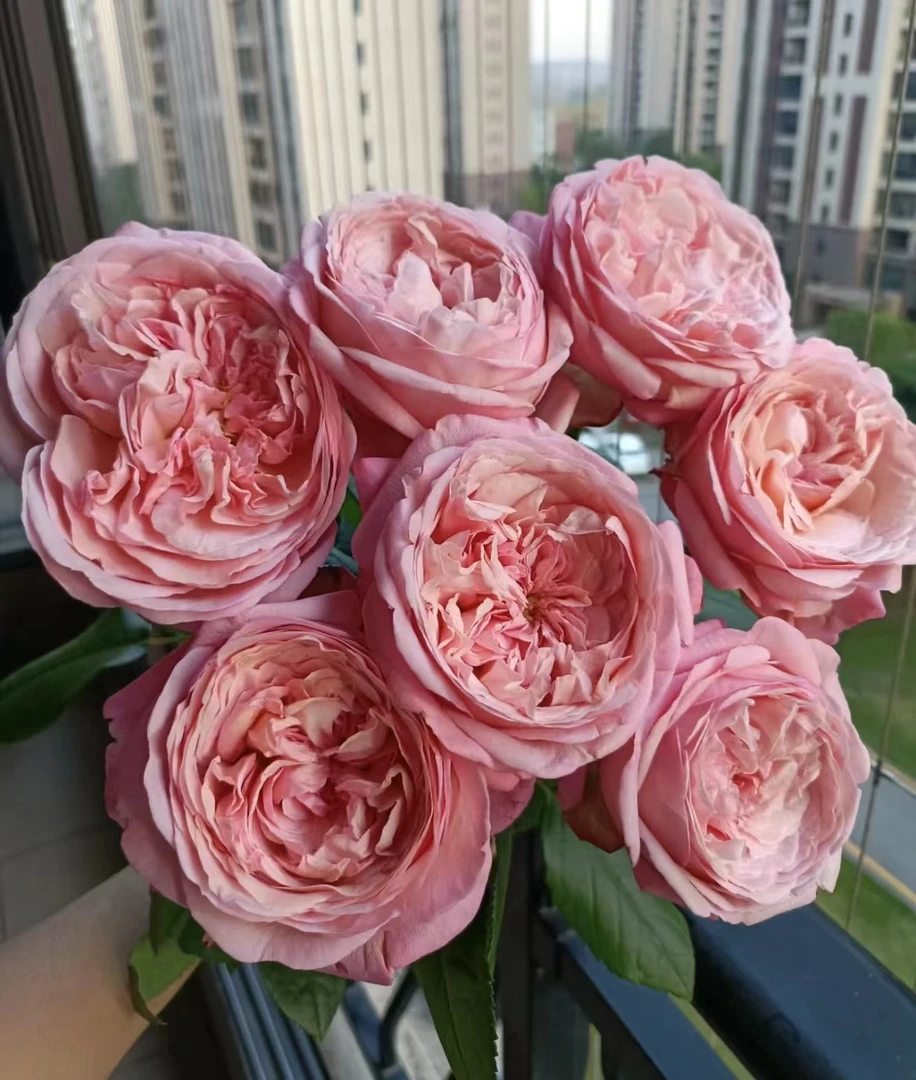 【陌上花开】冉德拉-单头玫瑰