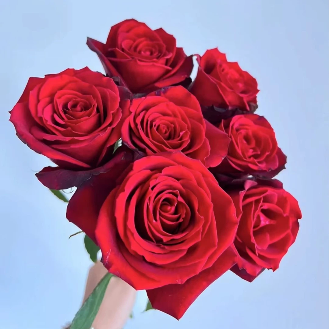 【陌上花开】玫昂女王-单头玫瑰