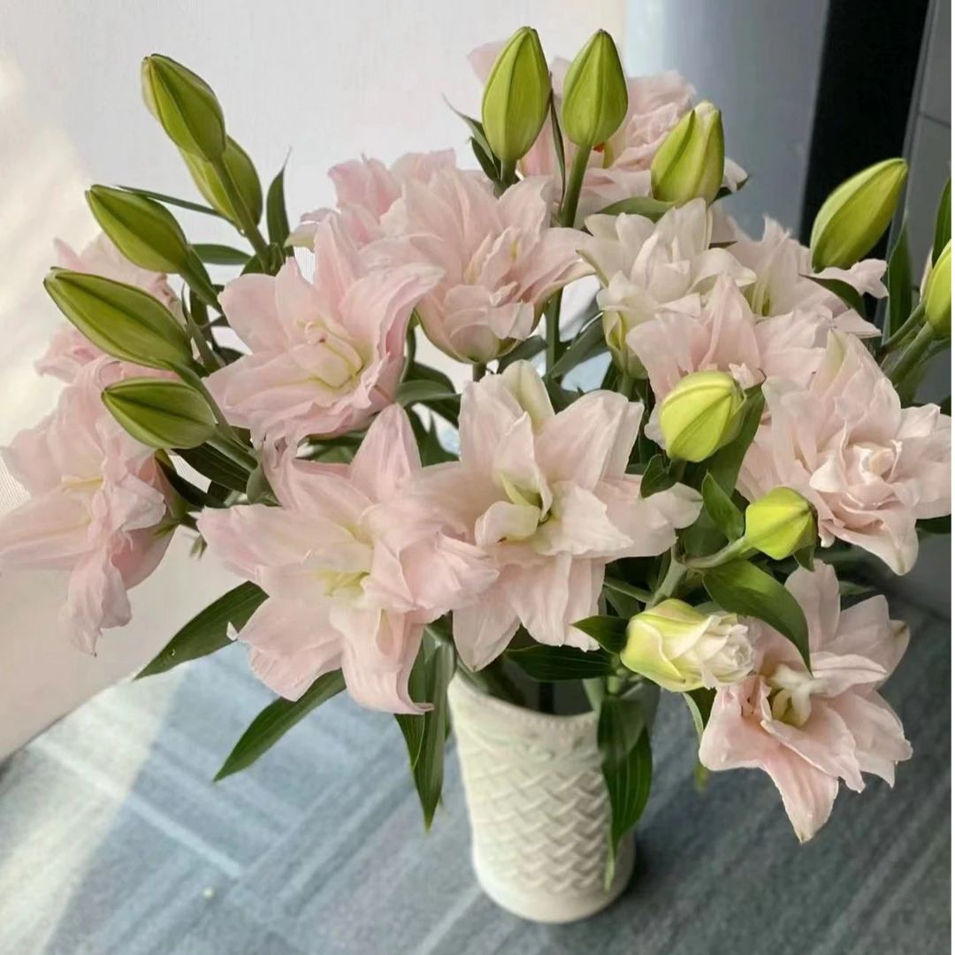 【陌上花开】多头女神-百合