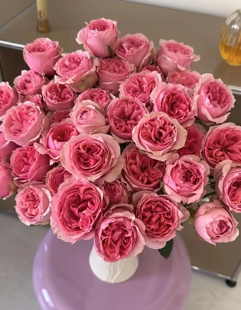 【陌上花开】草莓变色龙-稀有多头玫瑰（收到请带包装醒花~）