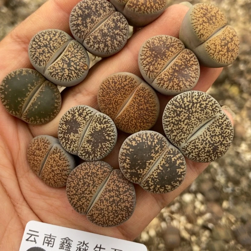 【闪购商品】8315特价紫熏12颗