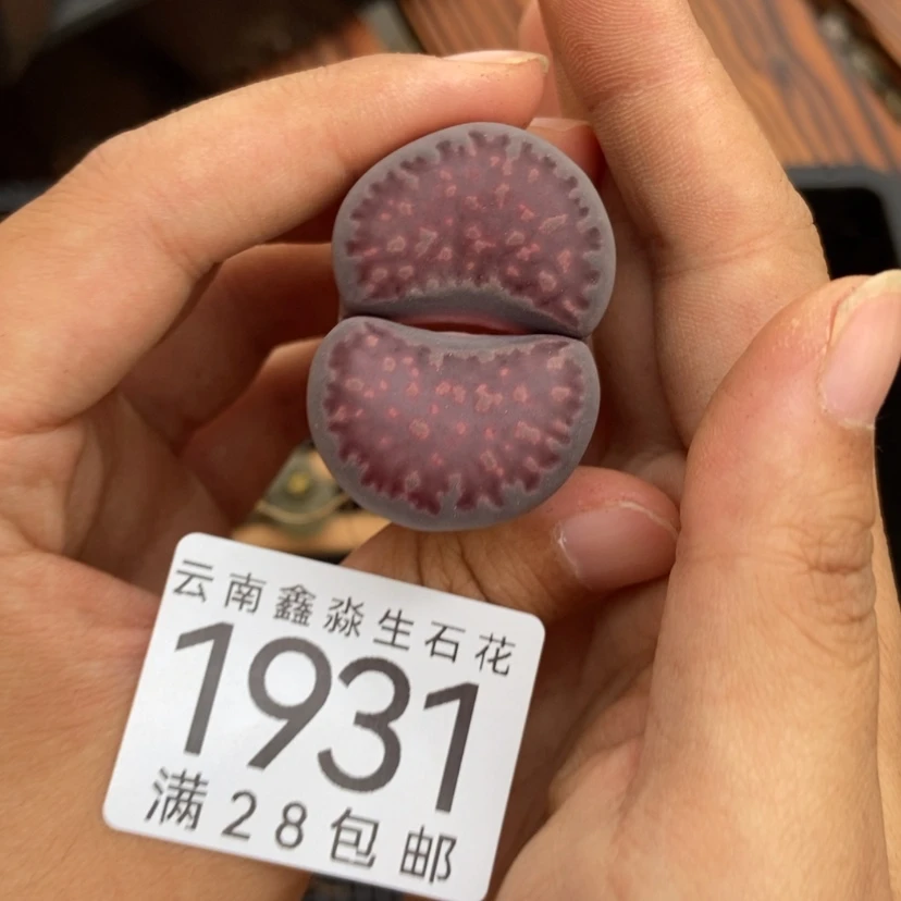 【闪购商品】多****1931特价1个巨无霸紫色