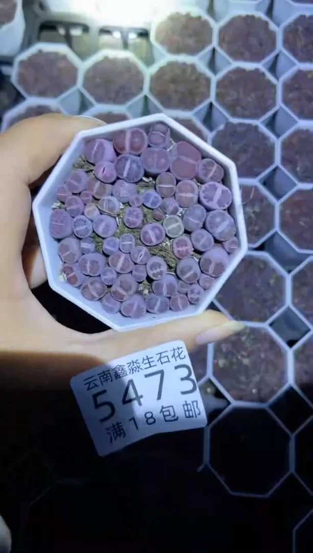 【闪购商品】5473紫色1盒微瑕