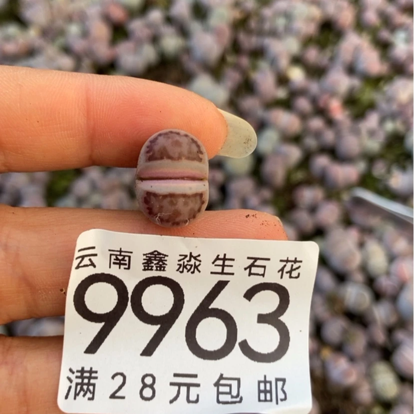 【闪购商品】夜*9963一颗