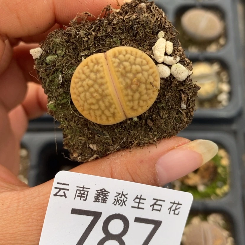 【闪购商品】787一颗