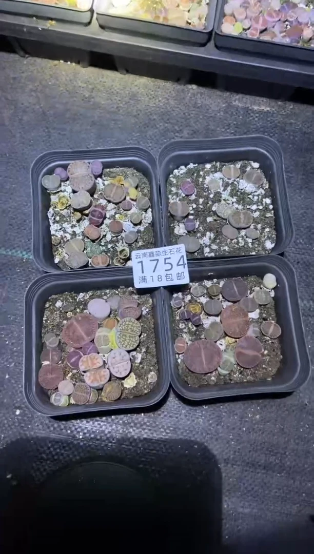 【闪购商品】1754十方混合四盒脱土发货有疤瑕疵