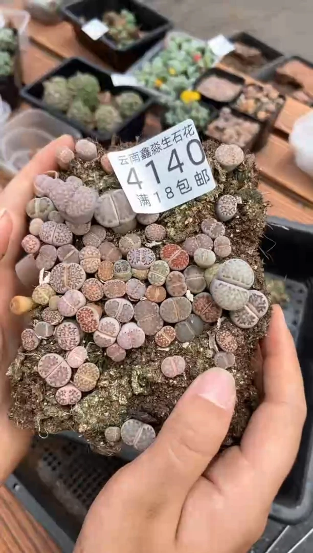 【闪购商品】4140寿丽玉切糕