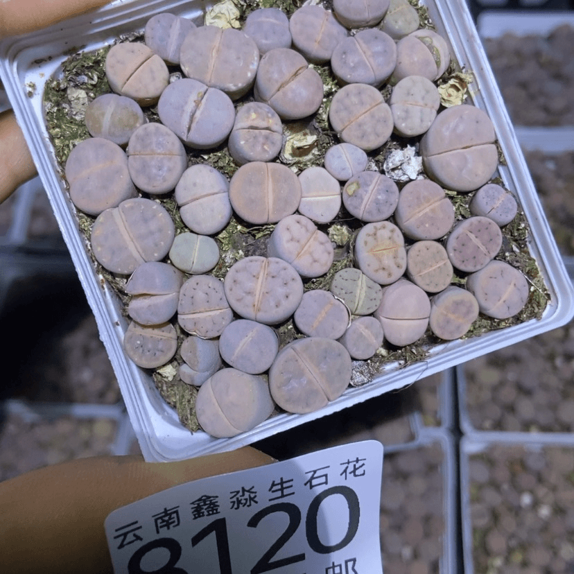 【闪购商品】8120一盒白美熏