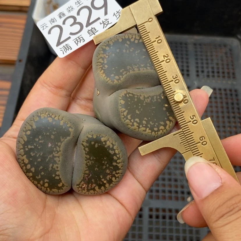 【闪购商品】2329一颗日轮
