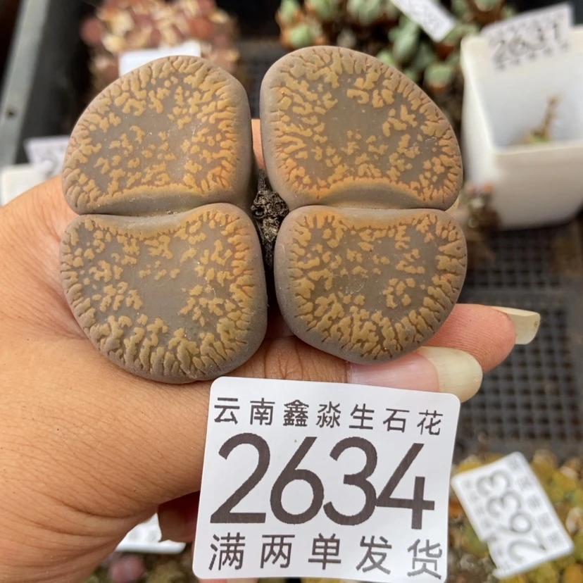 【闪购商品】2634一颗日轮