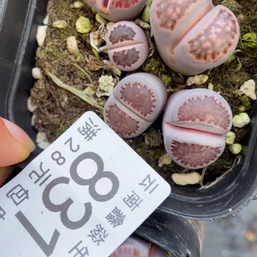 【闪购商品】831两盒有疤