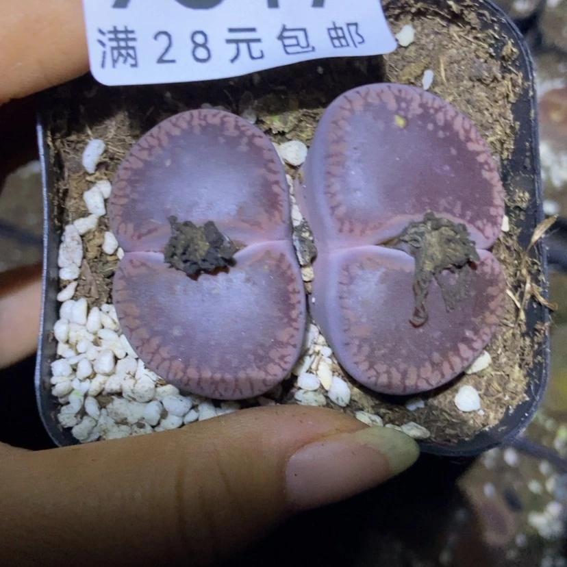 【闪购商品】9317一盒