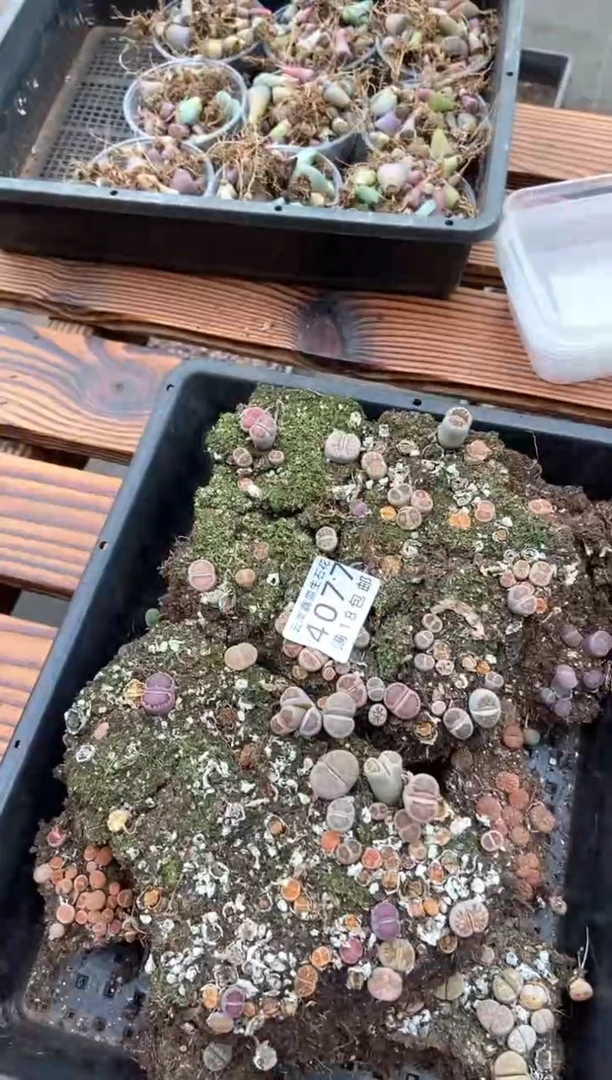 【闪购商品】4077散装拼盘切糕有瑕疵带土发货